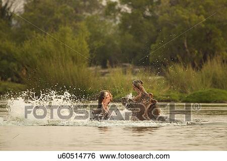 Stock Photograph - Hippopotamus - Hippopotamus amphibius - fighting in Zambezi River. Fotosearch