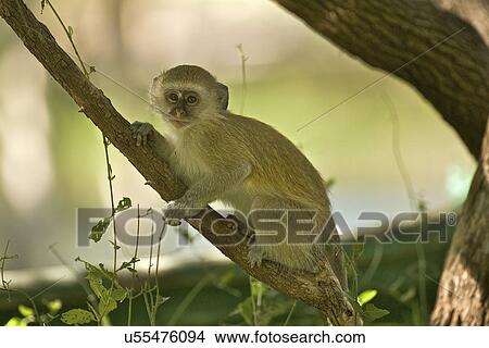 Picture - Juvenile Vervet monkey - Cercopithicus aethiops, Simonga, Livingstone, Zambia. Fotosearch
