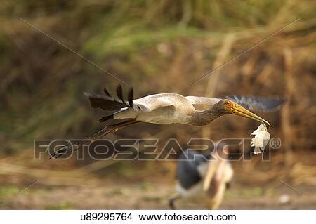 Juvenile Yellow-billed stork - Mycteria ibis, Mana Pools National Park, Zimbabwe View Large Photo Image Picture - Juvenile Yellow-billed stork - Mycteria ibis, Mana Pools National Park, Zimbabwe. Fotosearch