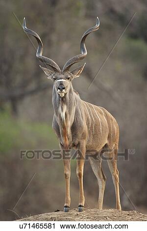 Kudu bull - Tragelaphus strepsiceros, Mana Pools National Park, Zimbabwe View Large Photo Image Stock Image - Kudu bull - Tragelaphus strepsiceros, Mana Pools National Park, Zimbabwe. Fotosearch