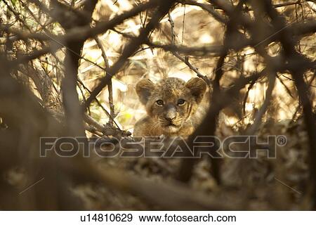 Stock Photo - Lion cub - Panthera leo. Fotosearch