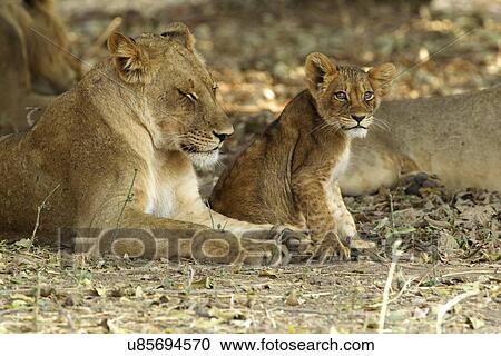 Stock Image - Lioness and cub - Panthera leo. Fotosearch
