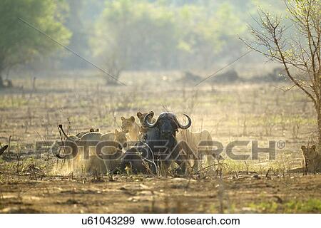 Lions - Panthera leo - attacking a buffalo - Syncerus caffer View Large Photo Image Stock Photo - Lions - Panthera leo - attacking a buffalo - Syncerus caffer. Fotosearch
