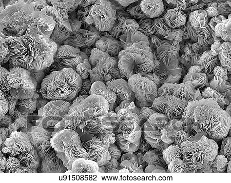 Magnesium Oxide corrosion in pipeline, coated with gold and imaged in SEM View Large Photo Image Stock Image - Magnesium Oxide corrosion in pipeline, coated with gold and imaged in SEM. Fotosearch