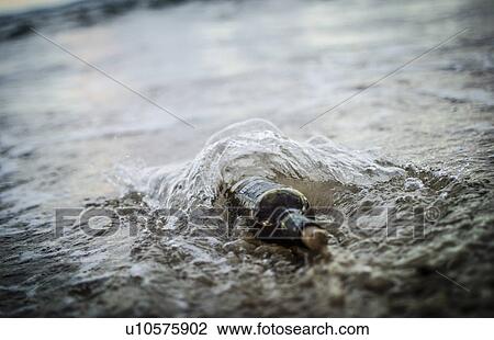 Stock Image - Message in a bottle - bottle half buried in sandy beach. Fotosearch