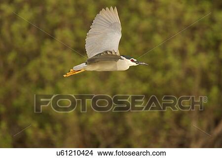 Picture - Night Heron (Black-crowned) Nicticorax nycticorax, Danube Delta, Romania. Fotosearch