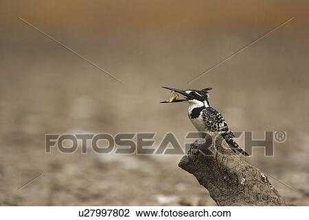Pied kingfisher - Ceryle rudis - holding fish, Mana Pools National Park, Zimbabwe View Large Photo Image Stock Image - Pied kingfisher - Ceryle rudis - holding fish, Mana Pools National Park, Zimbabwe. Fotosearch