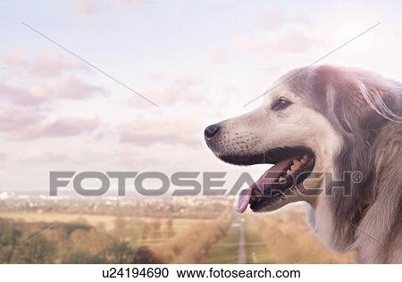 Stock Image - Portrait of Pyrenean mountain dog and distant landscape. Fotosearch