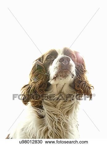 Portrait of springer spaniel View Large Photo Image Stock Image - Portrait of springer spaniel. Fotosearch