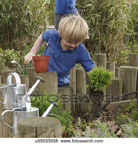 Stock Photo - School boy removing plant from pot in garden. Fotosearch