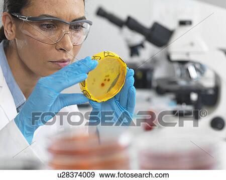 Stock Photo - Scientist viewing cultures growing in petri dishes with a biohazard tape on in a microbiology lab. Fotosearch