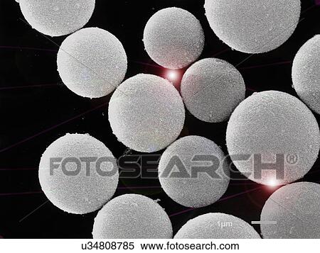 Stock Photography - SEM image of SiO2 Silicon Dioxide empty balls, coated with gold and imaged in scanning electron microscope. Fotosearch