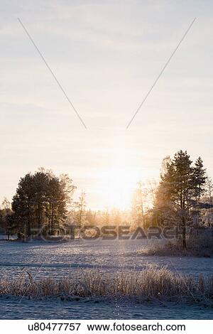 Snow covered field and trees View Large Photo Image Stock Photo - Snow covered field and trees. Fotosearch