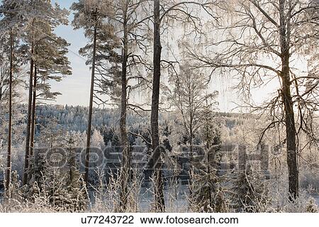 Stock Image - Snow covered forest. Fotosearch