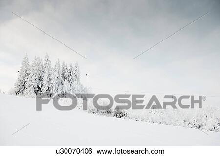 Stock Photograph - Snow covered trees. Fotosearch