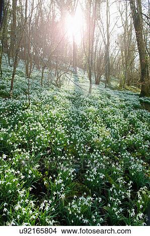 Picture - Snowdrops in sunlit forest. Fotosearch