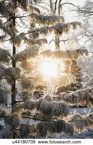 Sun shining through snow-covered trees View Large Photo Image Stock Photo - Sun shining through snow-covered trees. Fotosearch
