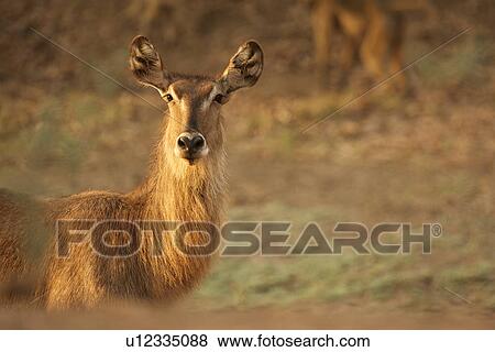 Waterbuck (female) - Kobus ellipsiprymnus, Mana Pools National Park, Zimbabwe View Large Photo Image Stock Photo - Waterbuck (female) - Kobus ellipsiprymnus, Mana Pools National Park, Zimbabwe. Fotosearch