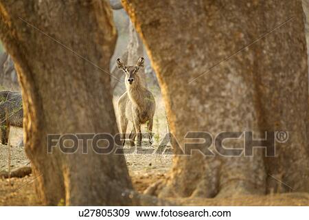 Stock Photo - Waterbuck - Kobus ellipsiprymnus. Fotosearch