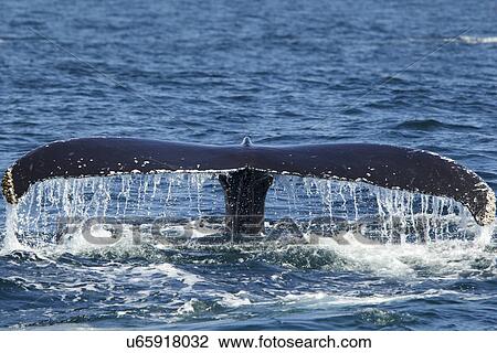 Whale's tail splashing on sea surface View Large Photo Image Stock Image - Whale's tail splashing on sea surface. Fotosearch