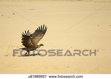 Stock Photo - White backed vulture - Gyps africanus - taking off. Fotosearch