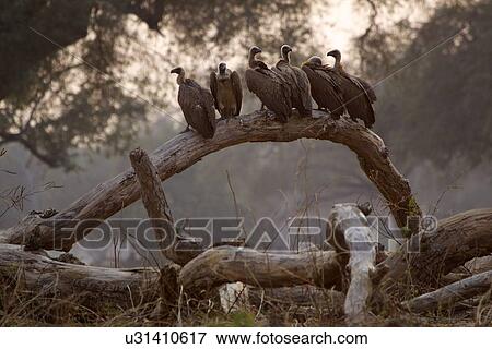 Stock Photo - White backed vultures - Gyps africanus. Fotosearch