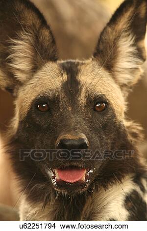 Picture - Wild dog - Lycaon pictus, Mana Pools National Park, Zimbabwe. Fotosearch