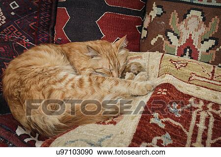 Close-up of a sleeping cat; Istanbul; Turkey View Large Photo Image Stock Image - Close-up of a sleeping cat; Istanbul; Turkey. Fotosearch