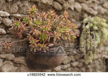 Close-up of potted plant on the stone wall; San Miguel de Allende; Mexico View Large Photo Image Stock Image - Close-up of potted plant on the stone wall; San Miguel de Allende; Mexico. Fotosearch
