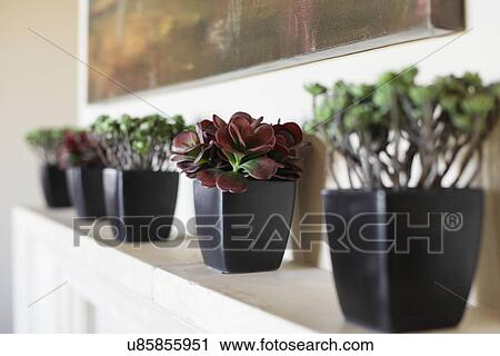 Stock Image - Close-up of potted plants in a row on shelf at home; Santa Fe; New Mexico; USA. Fotosearch