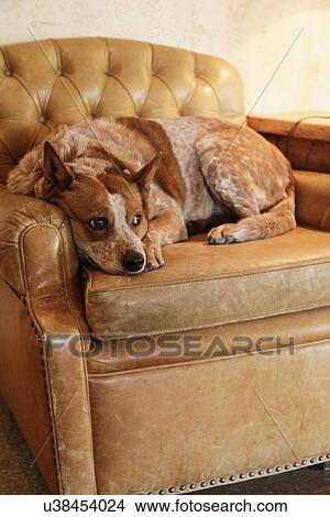 Dog relaxing on an upholstered armchair; White Stallion Dude Ranch; Tucson; Arizona; USA View Large Photo Image Picture - Dog relaxing on an upholstered armchair; White Stallion Dude Ranch; Tucson; Arizona; USA. Fotosearch