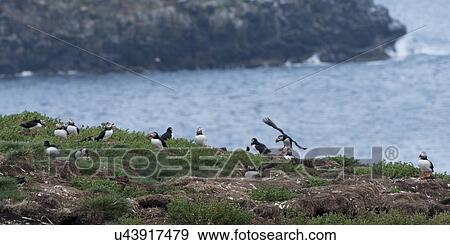 Stock Photo - Atlantic Puffin birds at coast, Little Catalina, North Bird Island, Bonavista Peninsula, Newfoundland And Labrador, Canada. Fotosearch