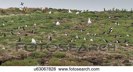 Atlantic Puffins and Seagulls at coast, Little Catalina, North Bird Island, Bonavista Peninsula, Newfoundland And Labrador, Canada View Large Photo Image Stock Photo - Atlantic Puffins and Seagulls at coast, Little Catalina, North Bird Island, Bonavista Peninsula, Newfoundland And Labrador, Canada. Fotosearch