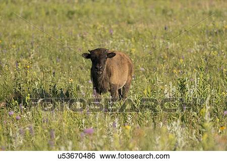 Stock Photograph - Baby Bison standing in a field, Lake Audy Campground, Riding Mountain National Park, Manitoba, Canada. Fotosearch
