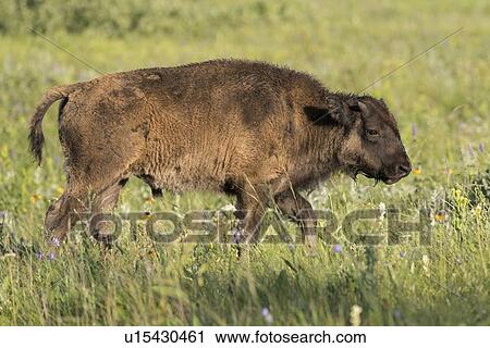 Stock Image - Baby Bison walking in a field, Lake Audy Campground, Riding Mountain National Park, Manitoba, Canada. Fotosearch