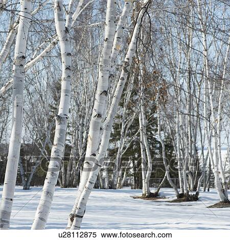 Bare trees on a snow covered landscape, Riverton, Hecla Grindstone Provincial Park, Manitoba, Canada View Large Photo Image Stock Photography - Bare trees on a snow covered landscape, Riverton, Hecla Grindstone Provincial Park, Manitoba, Canada. Fotosearch