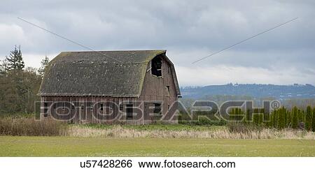 Barn in a field, Mount Vernon, Skagit County, Washington State, USA View Large Photo Image Stock Photograph - Barn in a field, Mount Vernon, Skagit County, Washington State, USA. Fotosearch