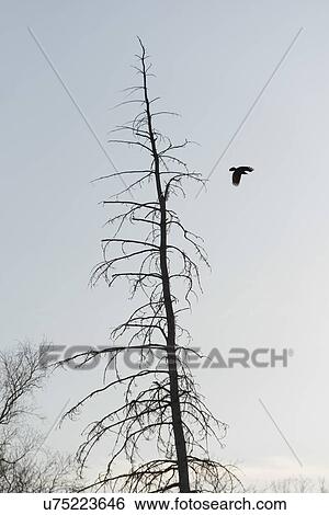 Bird flying over a bare tree, Hecla Grindstone Provincial Park, Manitoba, Canada View Large Photo Image Stock Photograph - Bird flying over a bare tree, Hecla Grindstone Provincial Park, Manitoba, Canada. Fotosearch