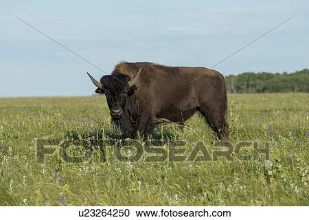 Bison standing in a field, Lake Audy Campground, Riding Mountain National Park, Manitoba, Canada View Large Photo Image Stock Image - Bison standing in a field, Lake Audy Campground, Riding Mountain National Park, Manitoba, Canada. Fotosearch