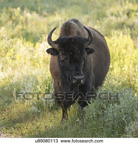 Stock Image - Bison standing in a field, Lake Audy Campground, Riding Mountain National Park, Manitoba, Canada. Fotosearch