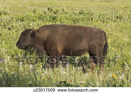 Bison standing in a field, Lake Audy Campground, Riding Mountain National Park, Manitoba, Canada View Large Photo Image Stock Photo - Bison standing in a field, Lake Audy Campground, Riding Mountain National Park, Manitoba, Canada. Fotosearch