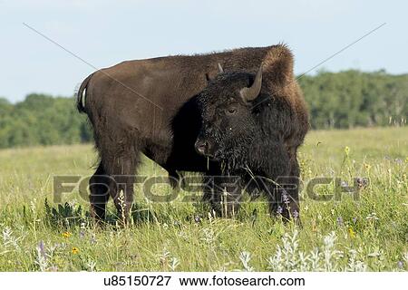 Stock Photo - Bison standing in a field, Lake Audy Campground, Riding Mountain National Park, Manitoba, Canada. Fotosearch