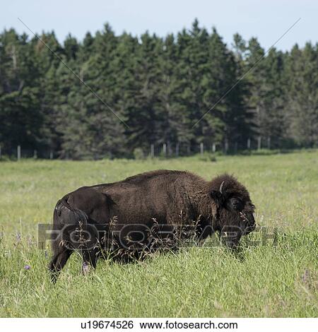 Stock Photograph - Bison standing in a field, Lake Audy Campground, Riding Mountain National Park, Manitoba, Canada. Fotosearch