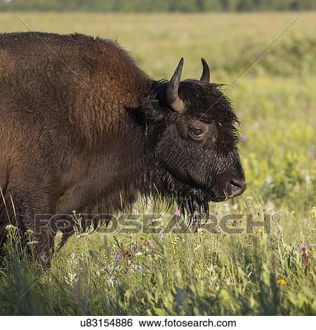 Stock Photograph - Bison standing in a field, Lake Audy Campground, Riding Mountain National Park, Manitoba, Canada. Fotosearch