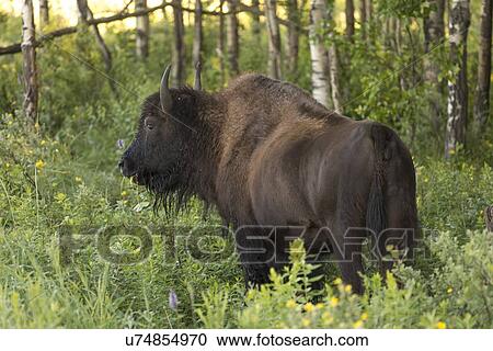 Stock Image - Bison standing in a forest, Lake Audy Campground, Riding Mountain National Park, Manitoba, Canada. Fotosearch
