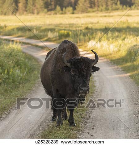 Stock Photo - Bison standing on a dirt road, Lake Audy Campground, Riding Mountain National Park, Manitoba, Canada. Fotosearch