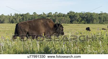 Bison walking in a field, Lake Audy Campground, Riding Mountain National Park, Manitoba, Canada View Large Photo Image Stock Image - Bison walking in a field, Lake Audy Campground, Riding Mountain National Park, Manitoba, Canada. Fotosearch