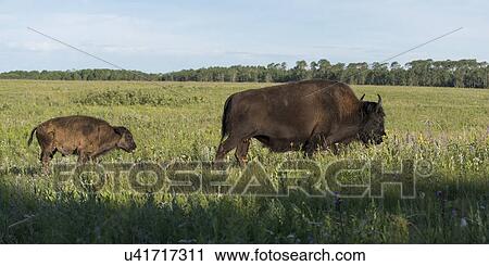 Bison walking in a field with its young, Lake Audy Campground, Riding Mountain National Park, Manitoba, Canada View Large Photo Image Stock Image - Bison walking in a field with its young, Lake Audy Campground, Riding Mountain National Park, Manitoba, Canada. Fotosearch
