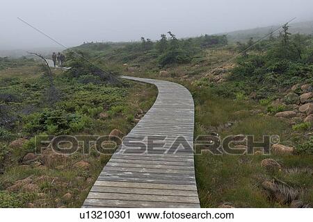 Boardwalk at Division No. 9, Subd. A, Gros Morne National Park, Newfoundland And Labrador, Canada View Large Photo Image Stock Image - Boardwalk at Division No. 9, Subd. A, Gros Morne National Park, Newfoundland And Labrador, Canada. Fotosearch