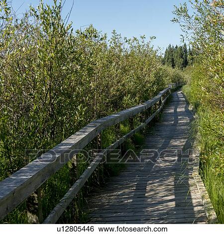 Stock Photograph - Boardwalk in a forest, Riding Mountain National Park, Manitoba, Canada. Fotosearch